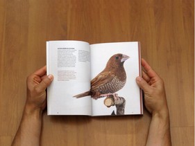 Livro Bengalim do Jap&atilde;o